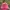 The North Face Sportswear Coquette Hat Wanita pink photo 3