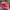 The North Face Sportswear Coquette Hat Wanita pink photo 5