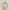 Minimalist Crop top Wanita burgundy white photo 1