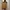 Vintage Kebaya Wanita gold photo 1