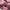 Coach Y2K Bags & purse Wanita purple pink photo 4