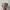 Kangol Luxury Minimalist Hat Pria tan photo 1