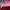Skechers Coquette Backpack Wanita green pink photo 8