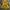 Dickies Streetwear Sportswear Windbreaker Pria navy yellow photo 3