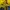 Dickies Streetwear Sportswear Windbreaker Pria navy yellow photo 6