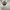 Carhartt Luxury Brief Pria cream photo 5