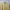 Polo Ralph Lauren Casual Polo shirt Pria yellow photo 2