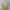 Polo Ralph Lauren Casual Polo shirt Pria yellow photo 4