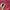 Yves Saint Laurent YSL Luxury Shoulder bag Wanita burgundy photo 4