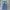 Buckaroo Vintage Streetwear Jeans Pria blue photo 2