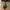 Gucci Y2K Luxury Handbag Wanita tan brown photo 4