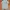 Polo Ralph Lauren Casual Polo shirt Pria white photo 1