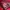 Baracuta Streetwear Casual Bomber Jacket Pria Red