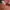 Kangol Casual Backpack Wanita pink photo 5