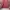 Kangol Casual Backpack Wanita pink photo 2