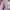 A Bathing Ape Luxury Casual Sweatshirt Wanita pink photo 5