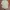 Polo Ralph Lauren Casual Formal shirt Pria cream photo 1