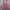 Lolita Coquette Skirt Wanita pink photo 3