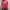 Giordano Casual Sweatshirt Wanita pink photo 1