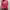 Giordano Casual Sweatshirt Wanita Pink