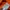 Pancoat Indie Minimalist Sweater Pria orange photo 7