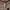 Shein Avant Garde Casual Legging Wanita tan photo 2