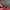 Dickies Gorpcore Windbreaker Pria red photo 6