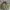 The North Face Gorpcore Puffer jacket Pria green cream photo 1