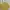 Maison Kitsuné Casual T-shirt Pria yellow photo 2