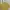 Maison Kitsuné Casual T-shirt Pria Yellow