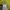 Maison Kitsuné Casual T-shirt Pria yellow photo 4