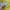 Maison Kitsuné Casual T-shirt Pria yellow photo 3