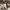 Puma Luxury Polo shirt Pria tan photo 4