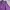 GAP Luxury Polo Shirt Pria Purple