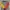 Pancoat Minimalist Casual Wanita gray yellow photo 2