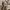 Carhartt Streetwear Short Pria cream photo 6
