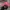 Mossy Oak Vintage Y2K Hat Wanita pink photo 2