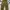 Uniqlo Y2K Casual pants Pria brown photo 2