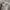 LMC Casual Hoody Pria gray photo 4