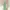 Fairy Wanita green photo 4
