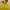 Vivastudio Streetwear Casual Sweater Pria yellow photo 4