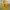 Vivastudio Streetwear Casual Sweater Pria Yellow