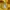 Vivastudio Streetwear Casual Sweater Pria yellow photo 7