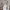 Ben Davis Casual T-shirt Pria cream photo 4