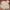 Carhartt Streetwear Casual Suit Pria Gray