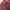Uniqlo Y2K Formal pants Pria burgundy photo 6
