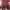 Uniqlo Y2K Formal pants Pria burgundy photo 3