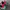 Adidas Indie Casual Sneakers Wanita green red photo 6