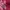 Hollister Streetwear Hoody Pria burgundy red photo 2