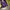 Vintage Trench coat Pria purple yellow photo 3